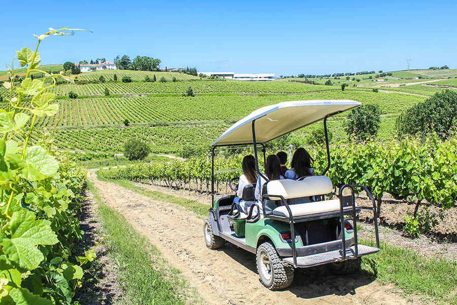 Weinberge im Alentejo